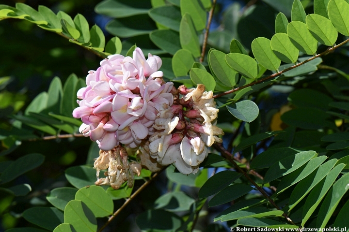 Robinia lepka ponawia kwitnienie