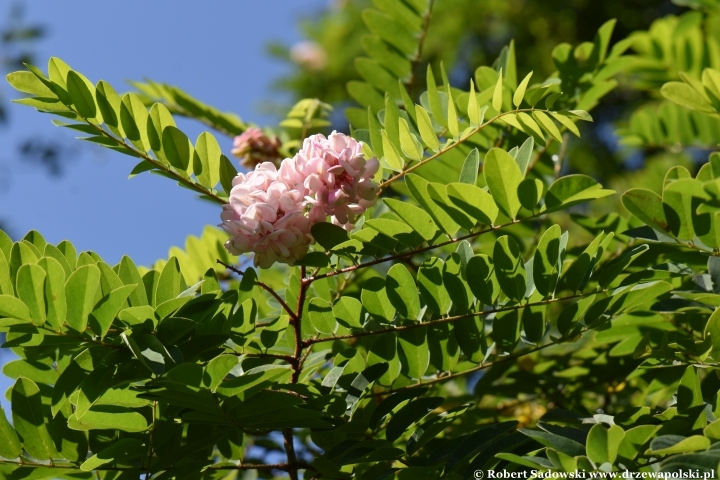 Robinia lepka ponawia kwitnienie