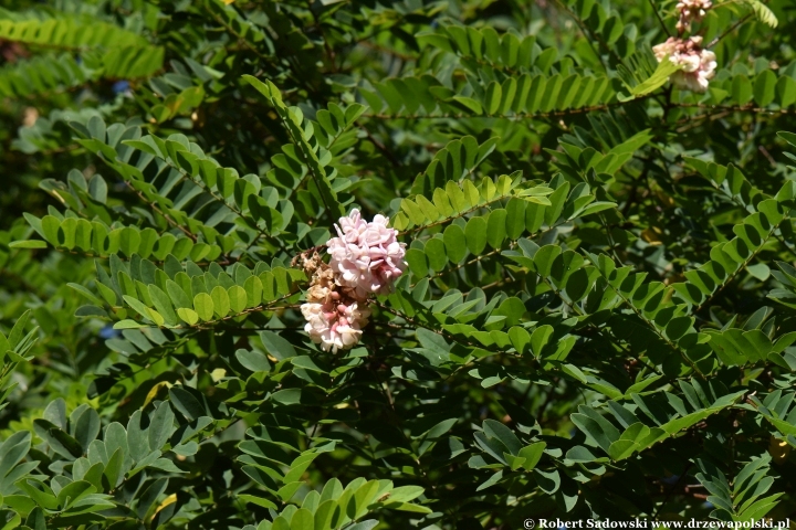 Robinia lepka ponawia kwitnienie