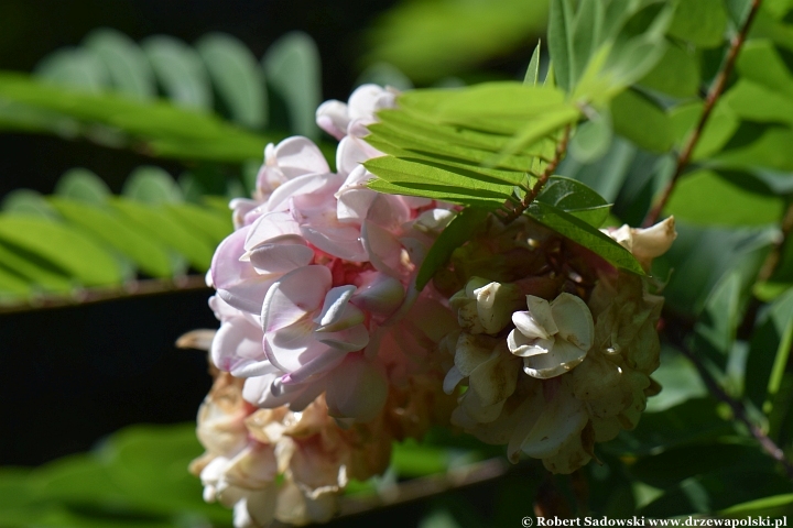 Robinia lepka ponawia kwitnienie