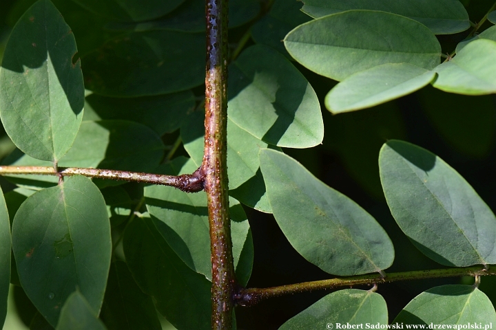 Robinia lepka ponawia kwitnienie