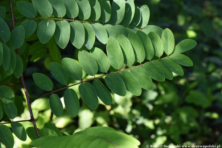 Robinia lepka ponawia kwitnienie