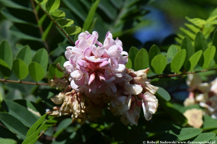 Robinia lepka ponawia kwitnienie