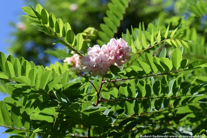 Robinia lepka ponawia kwitnienie