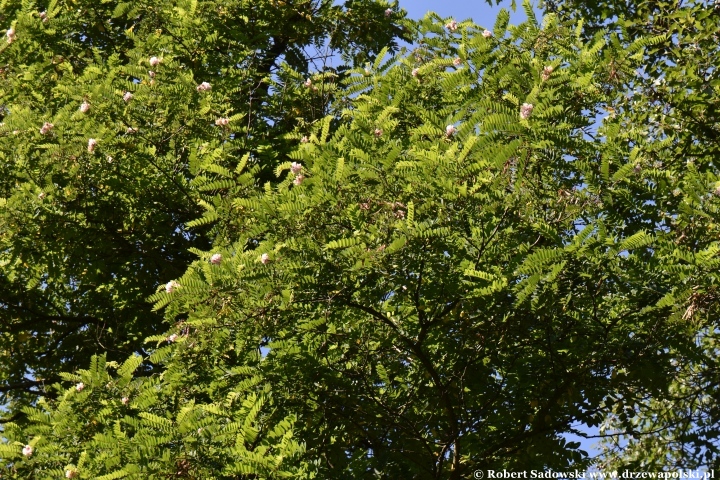 Robinia lepka ponawia kwitnienie