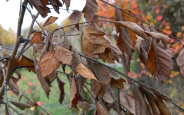 Roztrzeplin wiechowaty liście po przemrozku
