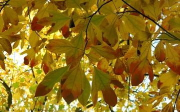 Sasafras lekarski liście jesienią