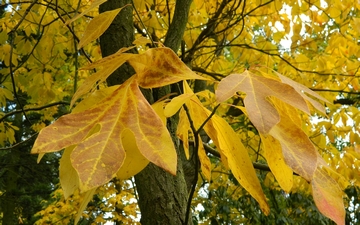 Sasafras lekarski liście jesienią