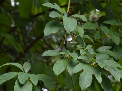 Sasafras lekarski liście latem
