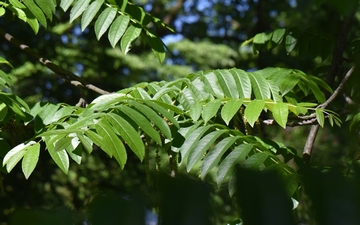Skrzydłorzech kaukaski liście