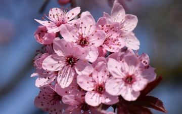 Śliwa wiśniowa kwiaty