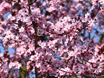 Śliwa wiśniowa kwiaty