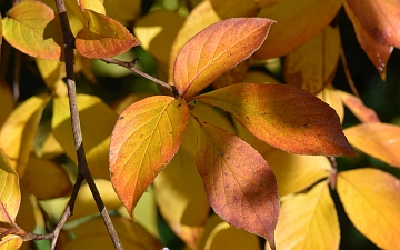 Stewarcja kameliowata liście jesienia