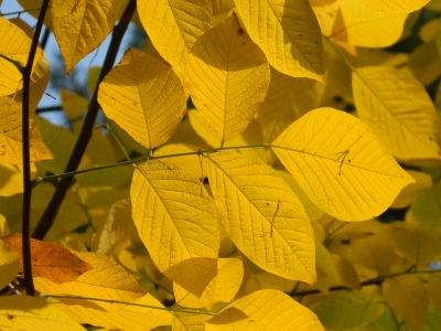 Strączyn żółty jesienią
