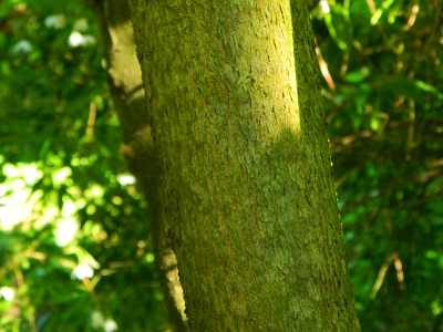 Styrak japoński kora drzewa