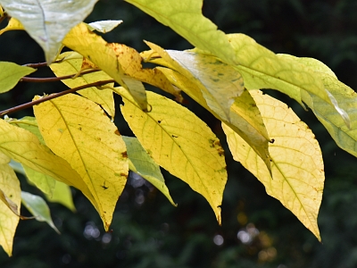 Styrakowiec japoński jesienne liście