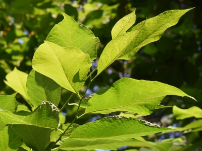 Styrakowiec japoński liście drzewa