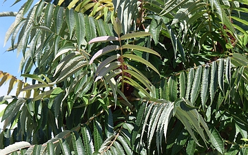 Sumak octowiec liście