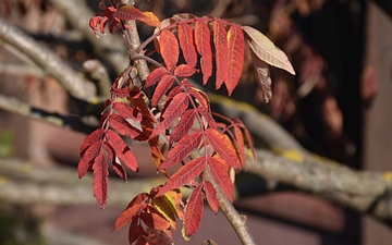 Sumak octowiec liście jesienią