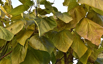 Surmia bignoniowata gałązka jesienią