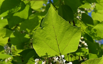 Surmia bignoniowata liść