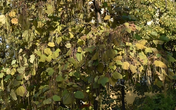 Surmia żółtokwiatowa gałązka jesienią