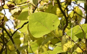 Surmia żółtokwiatowa liść jesienią