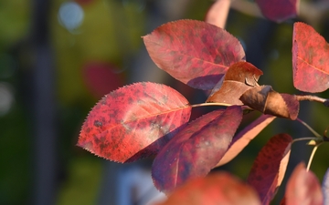 Świdośliwa olcholistna gałązka jesienią