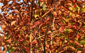 Świdośliwa olcholistna gałązka jesienią