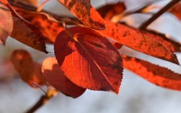 Świdośliwa olcholistna liść jesienią