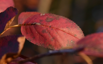 Świdośliwa olcholistna liść jesienią