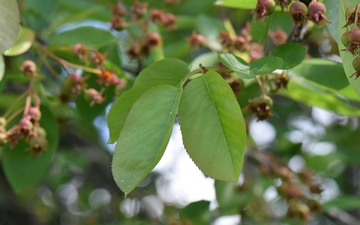 Świdośliwa olcholistna liście wiosną