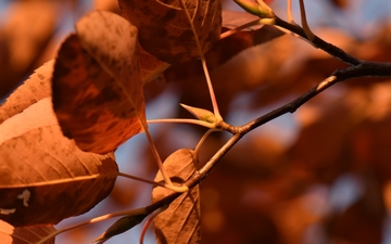 Świdośliwa olcholistna pąk jesienią