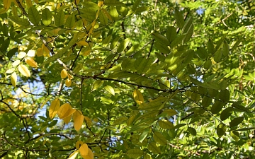Szupin japoński gałązka jesienią