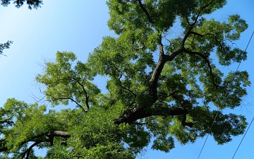 Szupin japoński pokrój drzewa