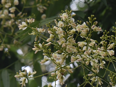 Perełkowiec japoński kwiaty