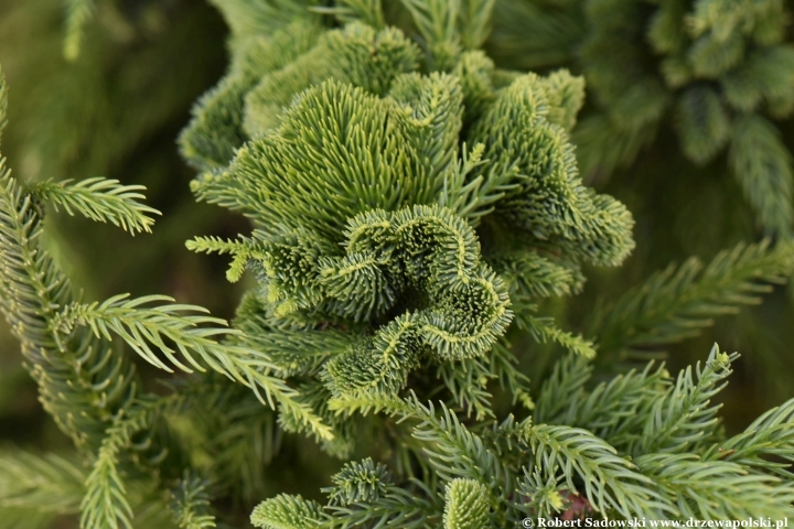 Szydlica japońska 'Cristata'