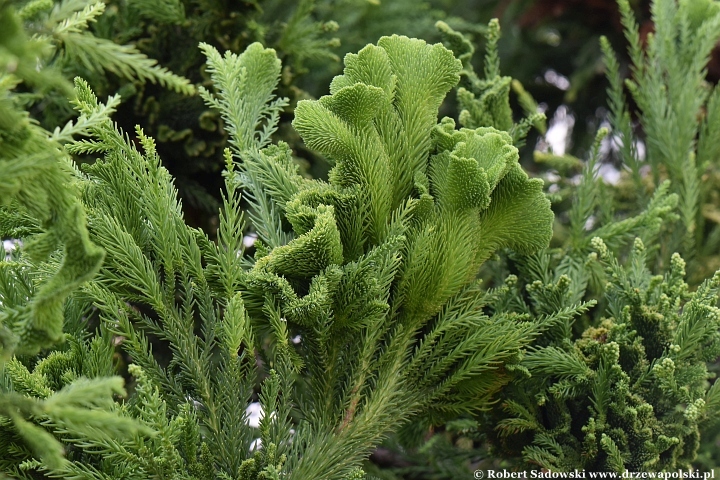 Szydlica japońska 'Cristata'