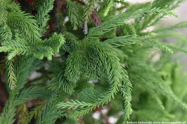 Szydlica japońska 'Cristata'