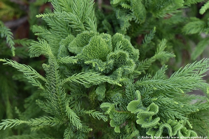 Szydlica japońska 'Cristata'