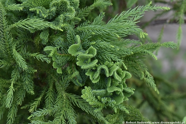 Szydlica japońska 'Cristata'