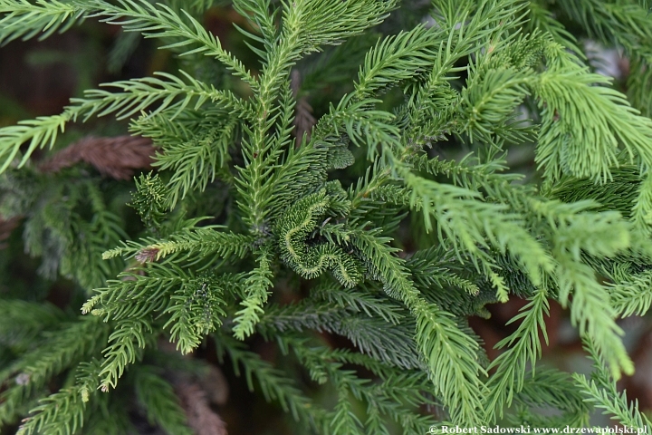 Szydlica japońska 'Cristata'