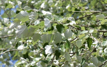 Topola biała gałązka wiosną