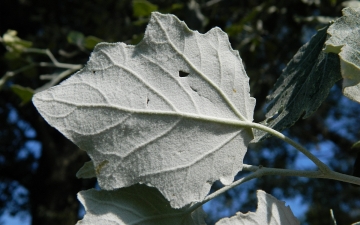 Topola biała spód liścia