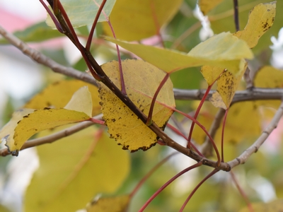 Topola amerykańska jesienny liść
