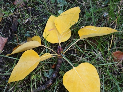 Topola kalifornijska jesienne liście