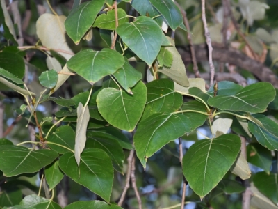 Topola kalifornijska liście