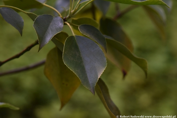 Trochodendron araliowaty - liście