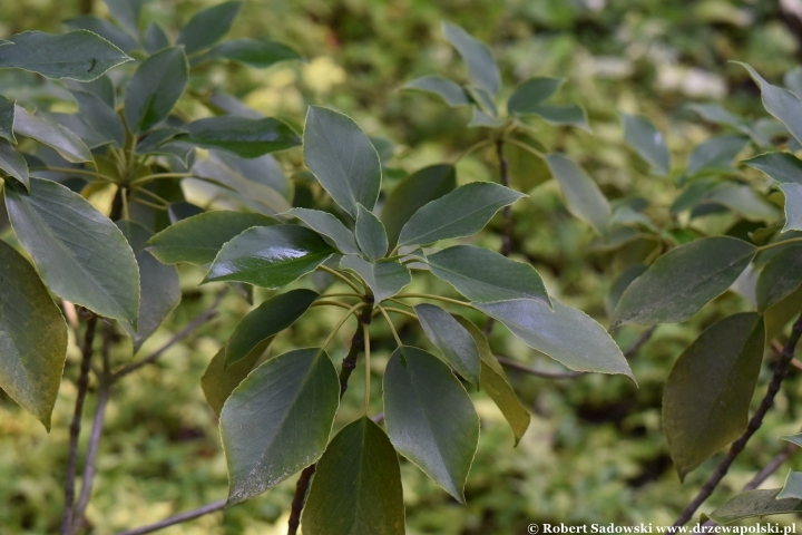 Trochodendron araliowaty - liście