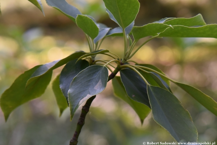 Trochodendron araliowaty - liście